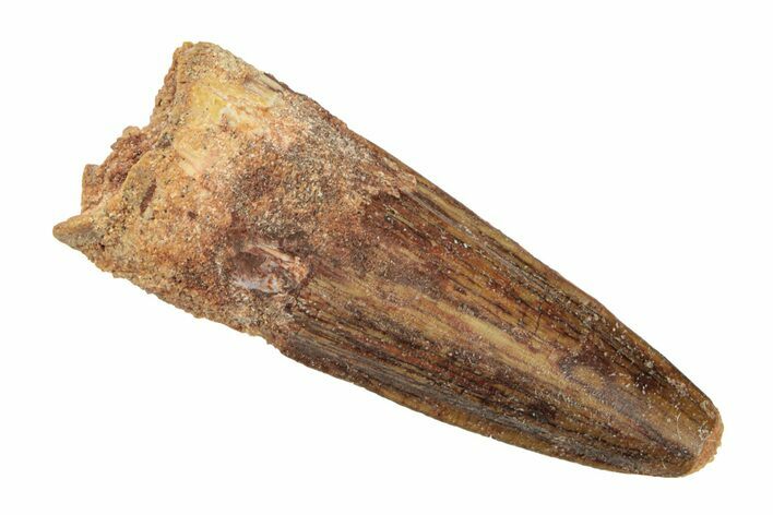 Fossil Spinosaurus Tooth - Real Dinosaur Tooth #268340